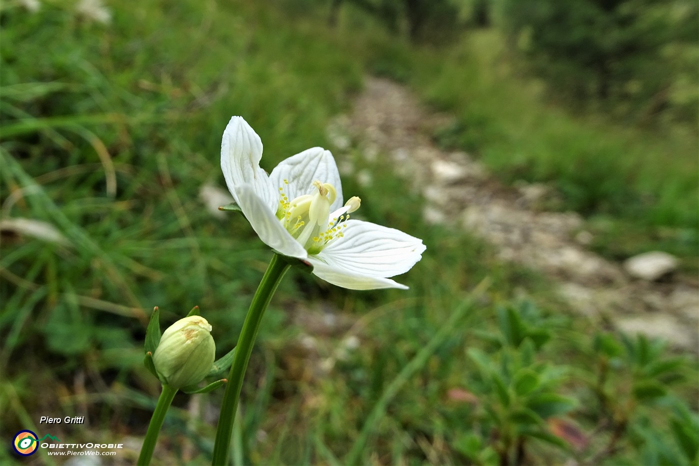 51 Potentilla rupestre (Potentilla rupestris).JPG